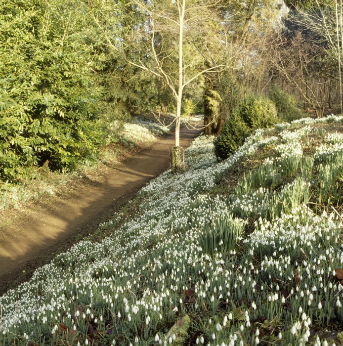 Kingston Lacy, Lady walk snowdrops©National Trust Images Richard Pink