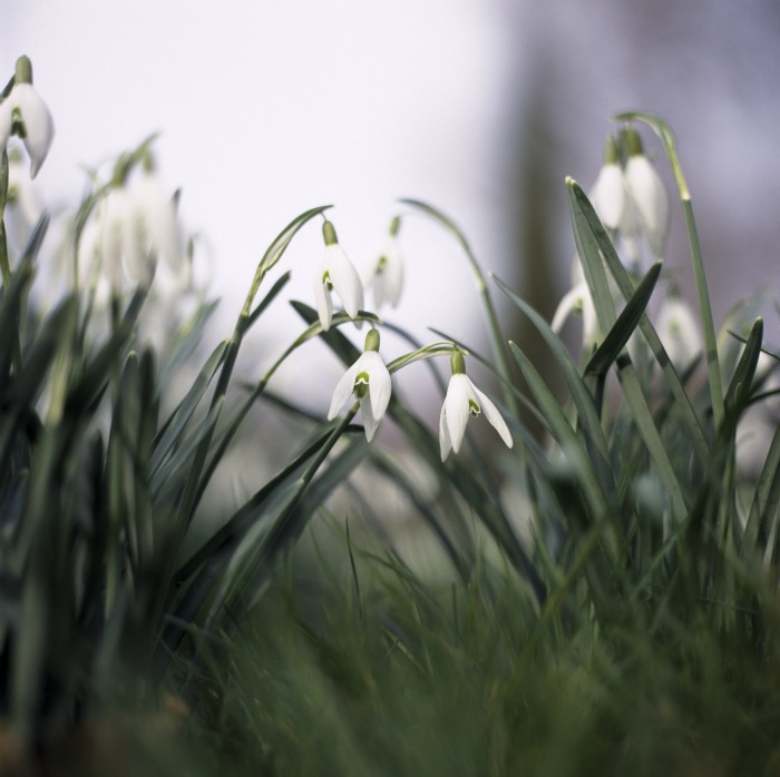 Nymans snowdrops ©National Trust Images Stephen Robson
